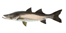 BLACK SNOOK