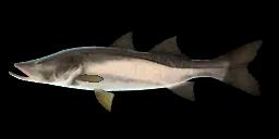 BLACK SNOOK