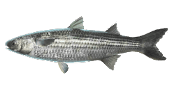 FLATHEAD GREY MULLET