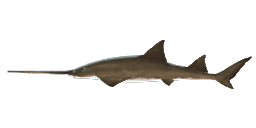 LARGETOOTH SAWFISH