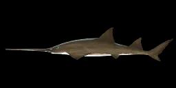 LARGETOOTH SAWFISH