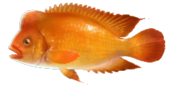 MIDAS CICHLID