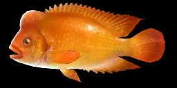 MIDAS CICHLID