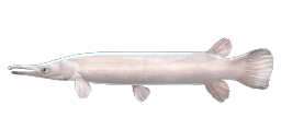 PLATINUM ALLIGATOR GAR