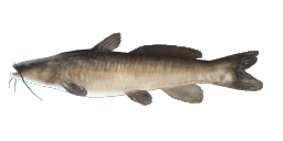 SOUTH AMERICAN CATFISH