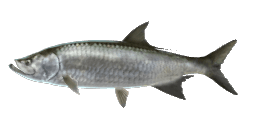 TARPON