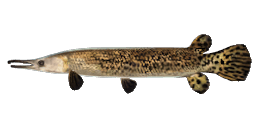 TROPICAL GAR