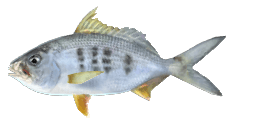 YELLOWFIN MOJARRA