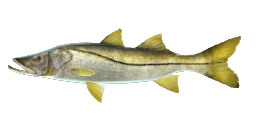 YELLOWTAIL SNOOK