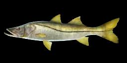 YELLOWTAIL SNOOK