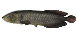 AROWANA AFRYKAŃSKA