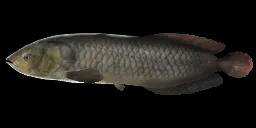 AFRICAN AROWANA