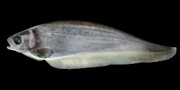 AFRICAN KNIFEFISH