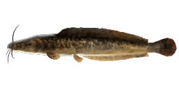 AFRICAN SHARPTOOTH CATFISH