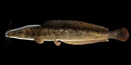 AFRICAN SHARPTOOTH CATFISH