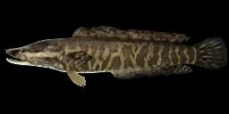 AFRICAN SNAKEHEAD