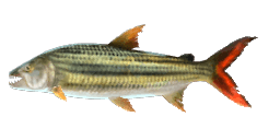 AFRICAN TIGERFISH