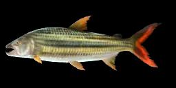 AFRICAN TIGERFISH