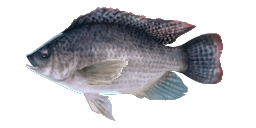 BLUE TILAPIA