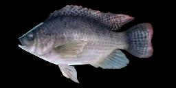 BLUE TILAPIA