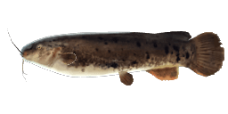 ELECTRIC CATFISH