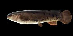 ELECTRIC CATFISH