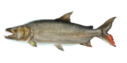 GOLIATH TIGERFISH