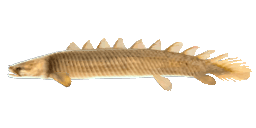 GRAY BICHIR