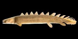 GRAY BICHIR