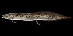 MARBLED LUNGFISH