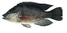 MOZAMBIQUE TILAPIA