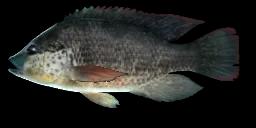 TILAPIA MOZAMBIJSKA