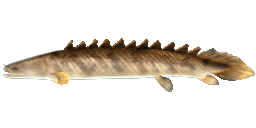 NILE BICHIR