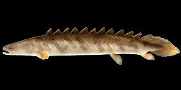 NILE BICHIR