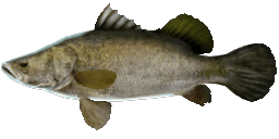 NILE PERCH