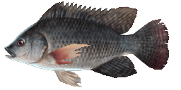 TILAPIA NILOWA