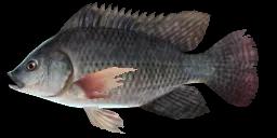 TILAPIA NILOWA