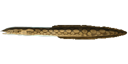 SPINY EEL