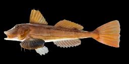 SEA ROBIN