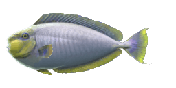 BIGNOSE UNICORNFISH