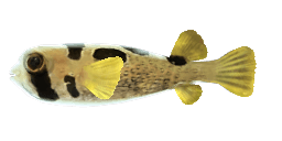 BLACK-BLOTCHED PORCUPINEFISH