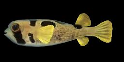 BLACK-BLOTCHED PORCUPINEFISH