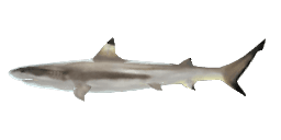 BLACKTIP REEF SHARK