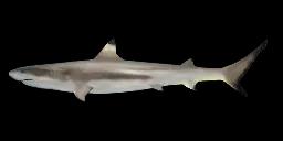 BLACKTIP REEF SHARK