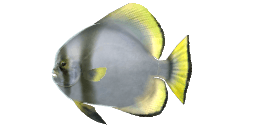 GOLDEN SPADEFISH