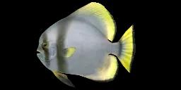 GOLDEN SPADEFISH