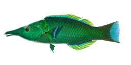 GREEN BIRDMOUTH WRASSE