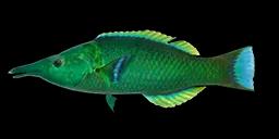 GREEN BIRDMOUTH WRASSE