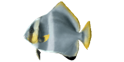 HUMPBACK BATFISH