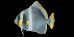 HUMPBACK BATFISH